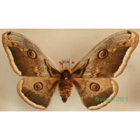 Saturnia pyri (Denis & Schiffermüller, 1775) male Pawica gruszówka Czech 113mm81b